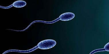 Spermde Lökosit